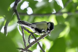 Parus major - Velika senica