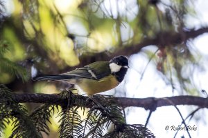 Parus major - Velika senica