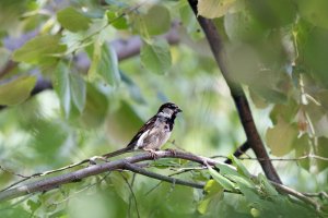 Domaci vrabac - Passer domesticus