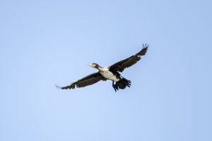 Phalacrocorax carbo - Veliki kormoran