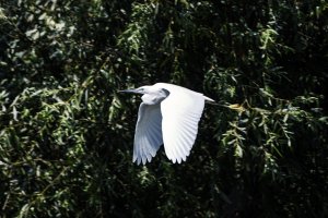 Egretta garzetta - Mala bela caplja