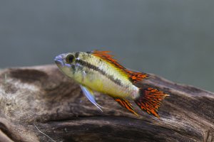 Apistogramma cacatuoides