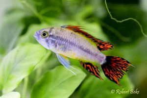 Apistogramma cacatuoides