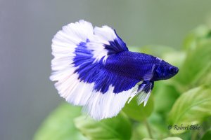 Betta splendens