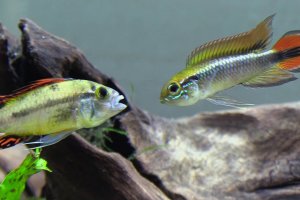 Apistogramma fight