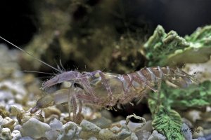 Pistol shrimp (Alpheidae)