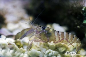 Pistol shrimp (Alpheidae)