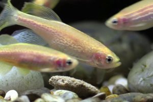 Zebra danio feeding time