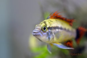 Apistogramma cacatuoides