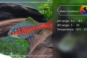 Mini fish profile - Odessa barb