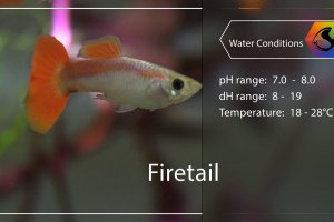 Mini fish profile - Guppy