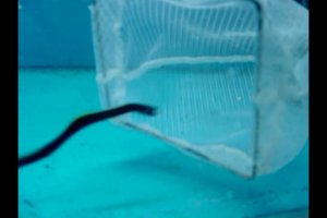 Ribbon eel feeding