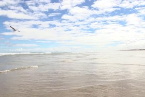 Far north tour - Ninety Mile Beach