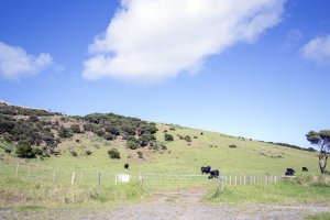 Cape Reinga Road