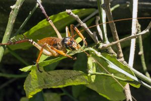 Hemideina thoracica