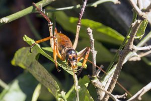 Hemideina thoracica