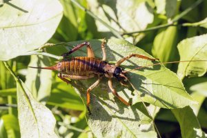 Hemideina thoracica