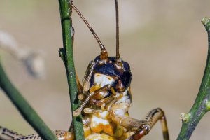 Hemideina thoracica