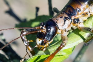 Hemideina thoracica