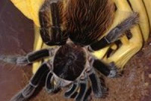 Brachypelma Vagans