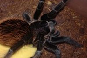 Brachypelma Vagans