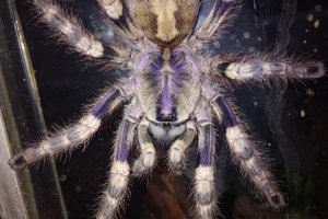 Poecilotheria Formosa