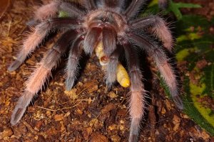 Brachypelma Emilia ( u celjustima drzi tenebriju)