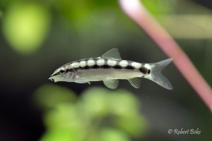 Dwarf Chain Loach