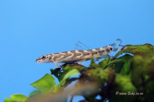 Zodiac Loach