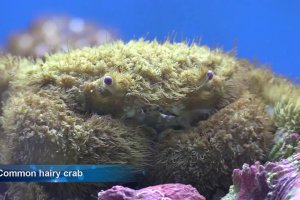 Common hairy crab