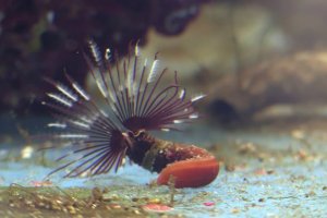 Feather duster worm - Sabellastarte spectabilis