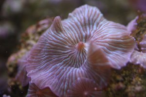 Mushroom coral