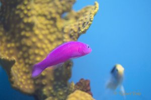 Pseudochromis fridmani - Strawberry Gramma