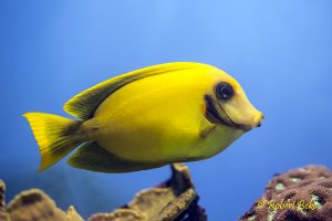 Acanthurus pyroferus - Chocolate tang