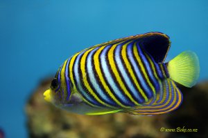 Regal angelfish - Pygoplites diacanthus