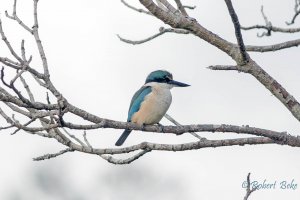 Sacred kingfisher - Todiramphus sanctus