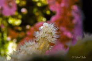 Leather corals