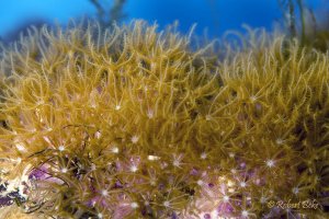 Star Polyps