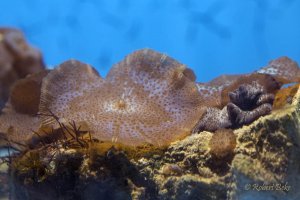 Mushroom Polyps