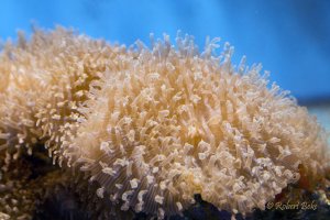 Mushroom Polyps