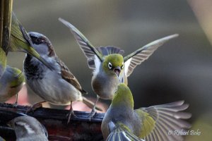 Waxeye - Zosterops lateralis