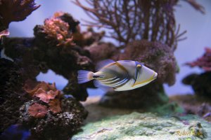 Rhinecanthus aculeatus - Picasso triggerfish