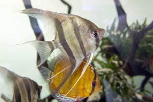 Altum angelfish and wild discus