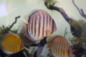 Wild discus