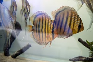 Altum angelfish and wild discus