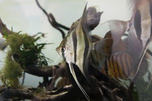 Altum angelfish and wild discus