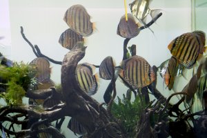 Altum angelfish and wild discus