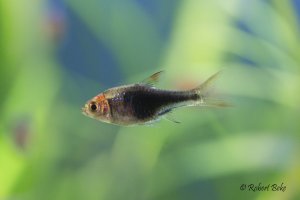 Blue harlequin rasbora