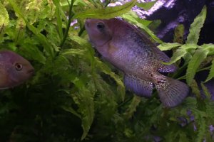 Redheaded Severum