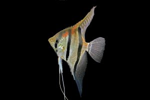 Pterophyllum scalare "Manacapuru"